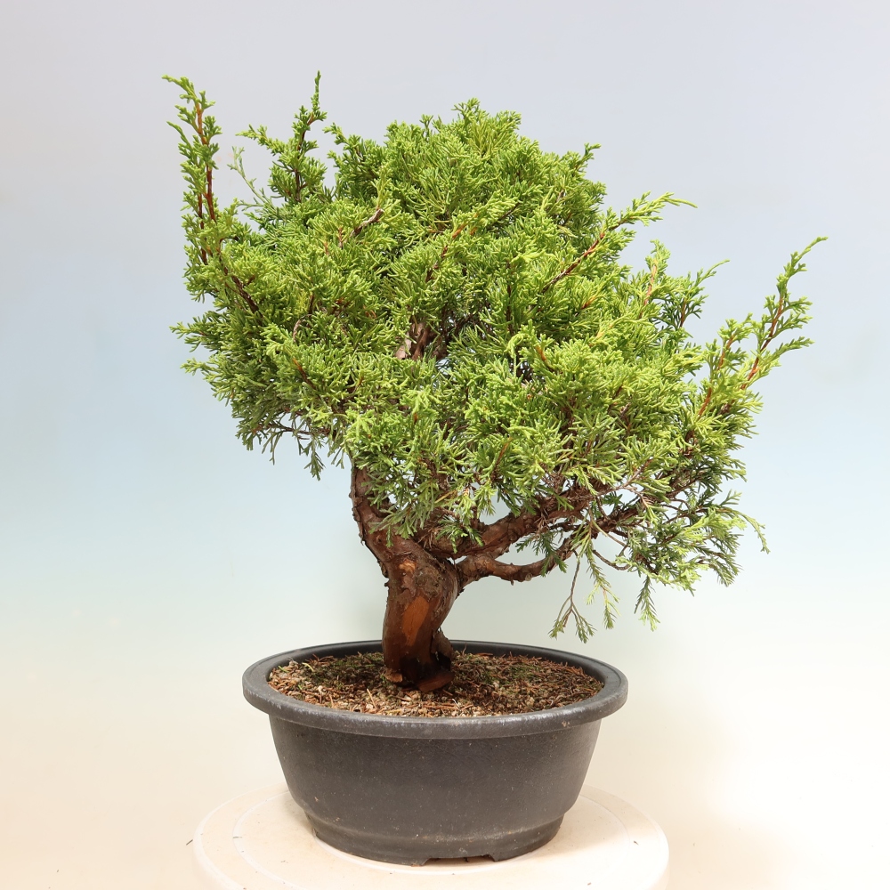 Outdoor Bonsai - Juniperus chinensis Itoigawa - Chinese Juniper