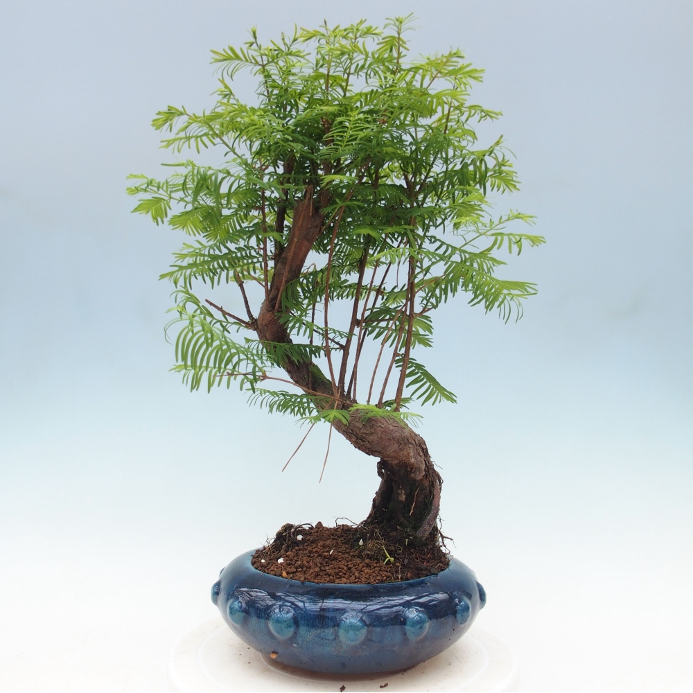 Outdoor bonsai - Metasequoia glyptostroboides - Chinese Metasequoia