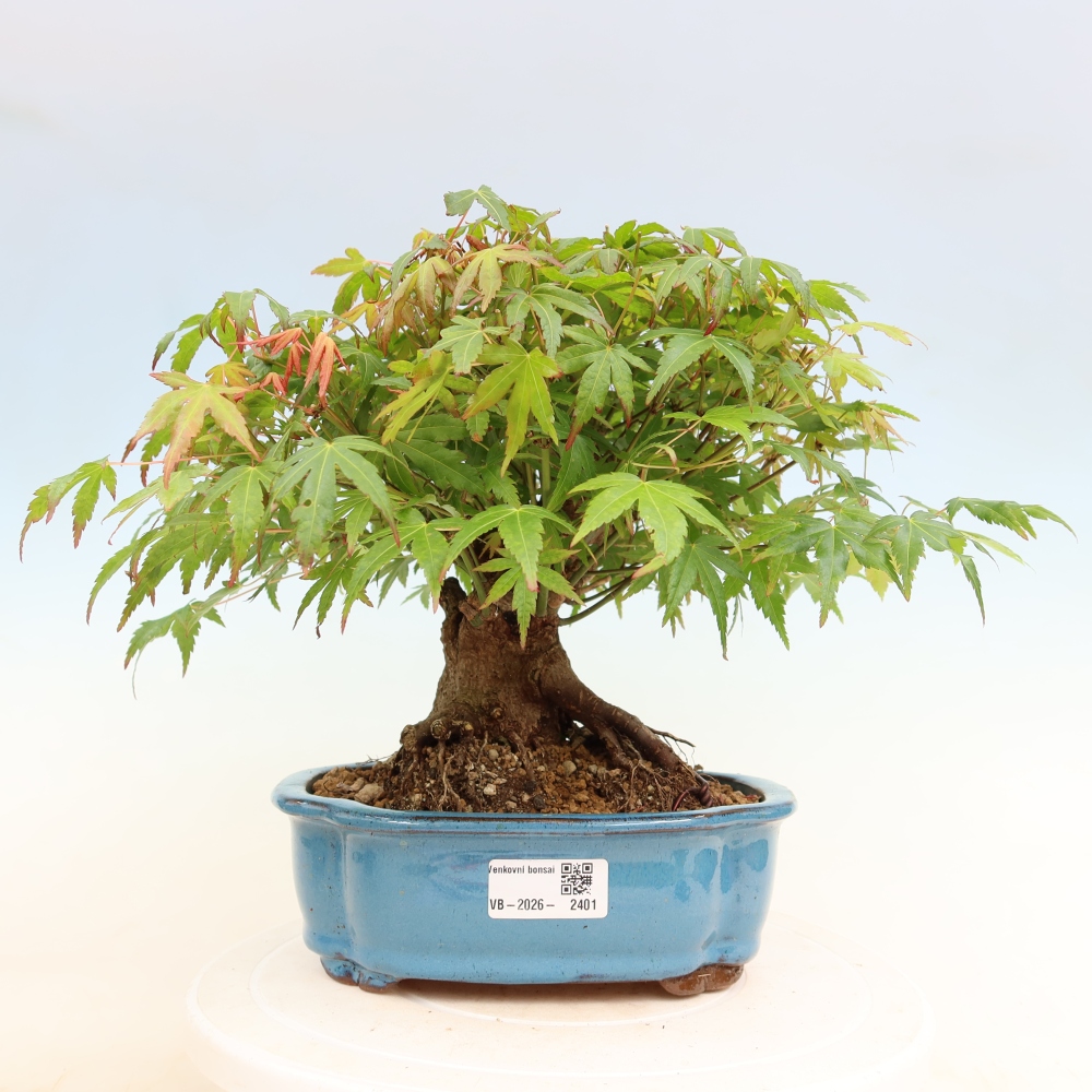 Outdoor bonsai - Maple Burger - Acer Burgerianum