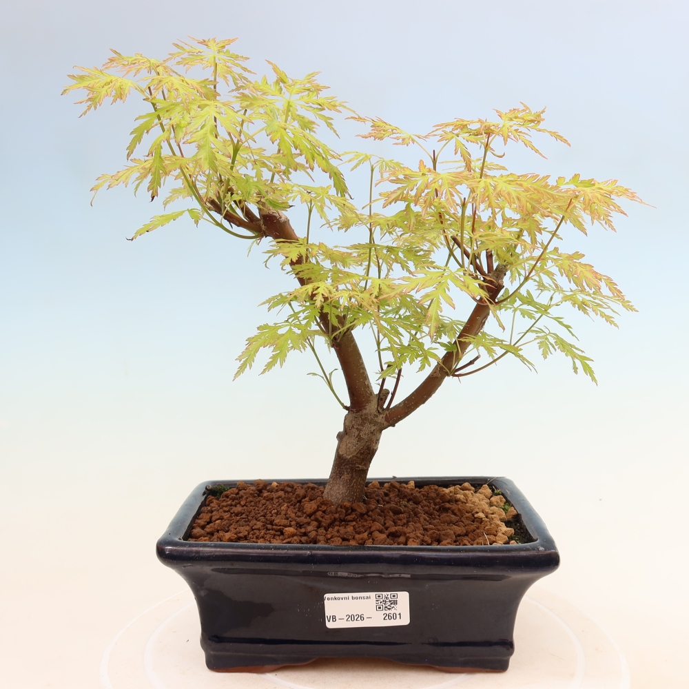Outdoor Bonsai - Acer palmatum Dissectum - Japanese Maple 