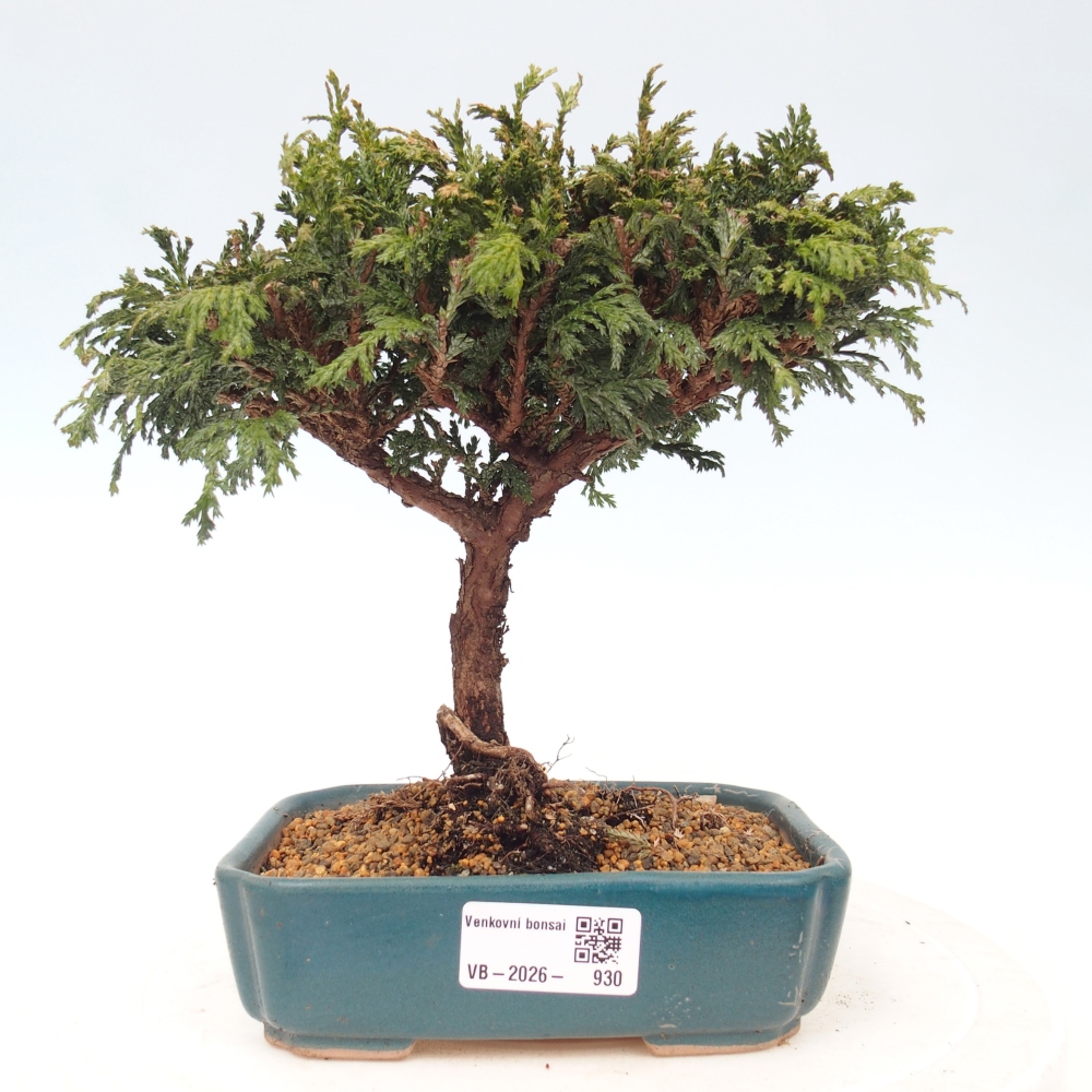 Outdoor bonsai - Cham.pis Parslori - Cypress