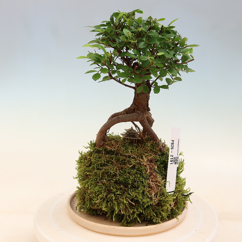 Kokedama with a saucer - Ulmus parvifolia - small-leaved elm