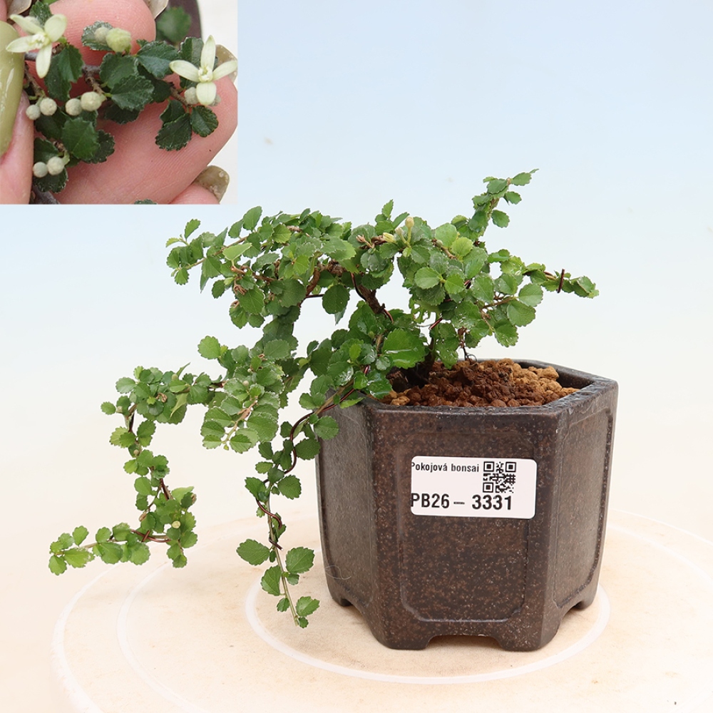 Room bonsai - Grewia sp. - Grewia malafolia