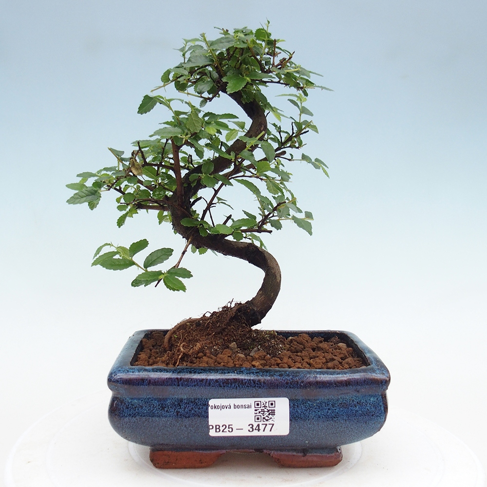 Room bonsai - Ulmus parvifolia - Small-leaved elm