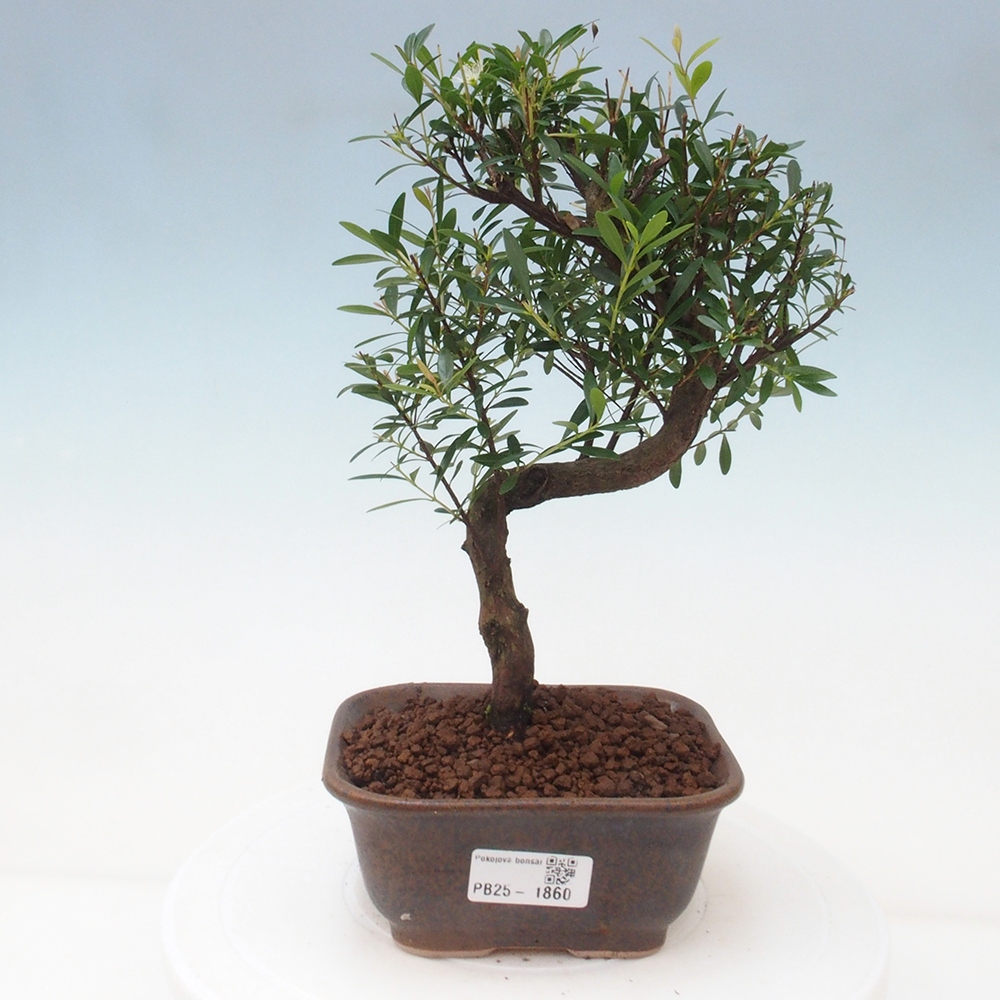 Room bonsai - Syzygium - Pimentovník