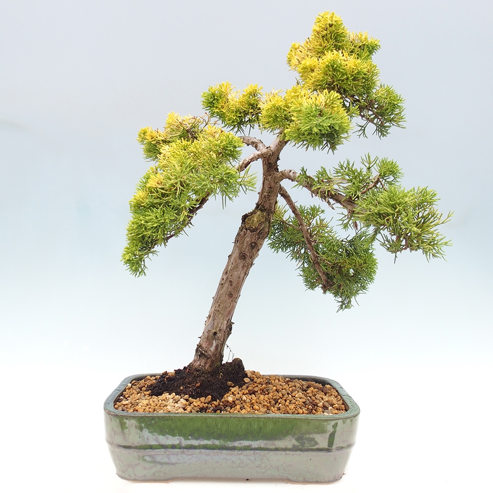 Outdoor bonsai - Juniperus chinensis plumosa aurea - Chinese golden juniper
