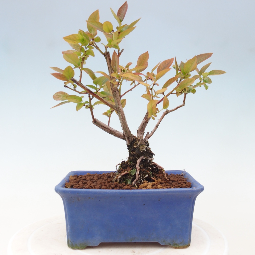Outdoor bonsai - Canadian blueberry - Vaccinium corymbosum