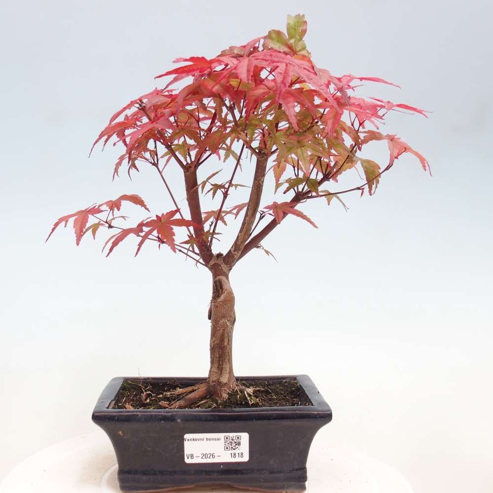 Outdoor bonsai - Acer palmatum DESHOJO