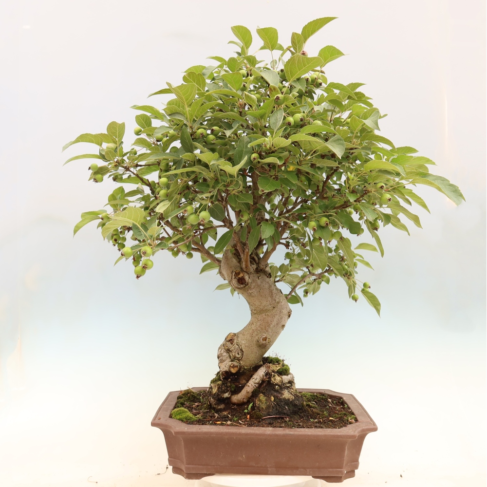 Outdoor bonsai - Malus halliana - Small-fruited apple tree