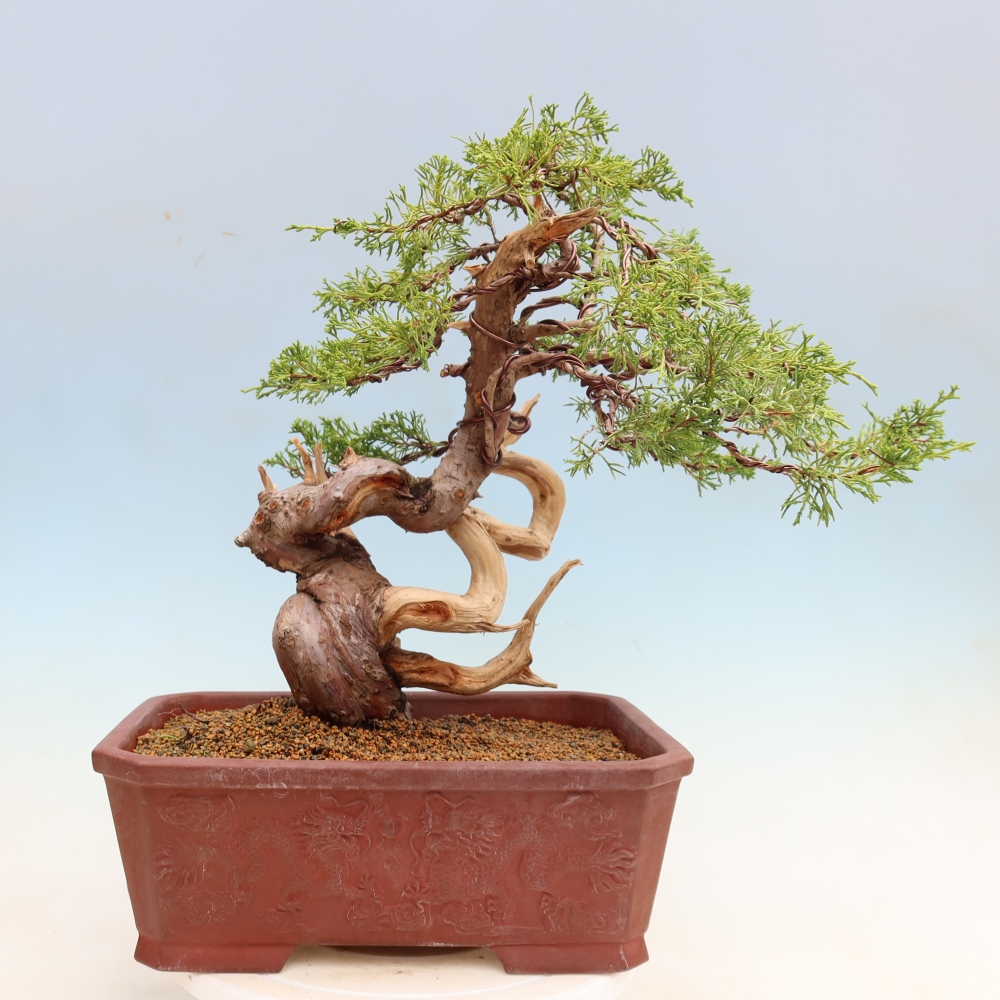Outdoor Bonsai - Juniperus chinensis Itoigawa - Chinese Juniper