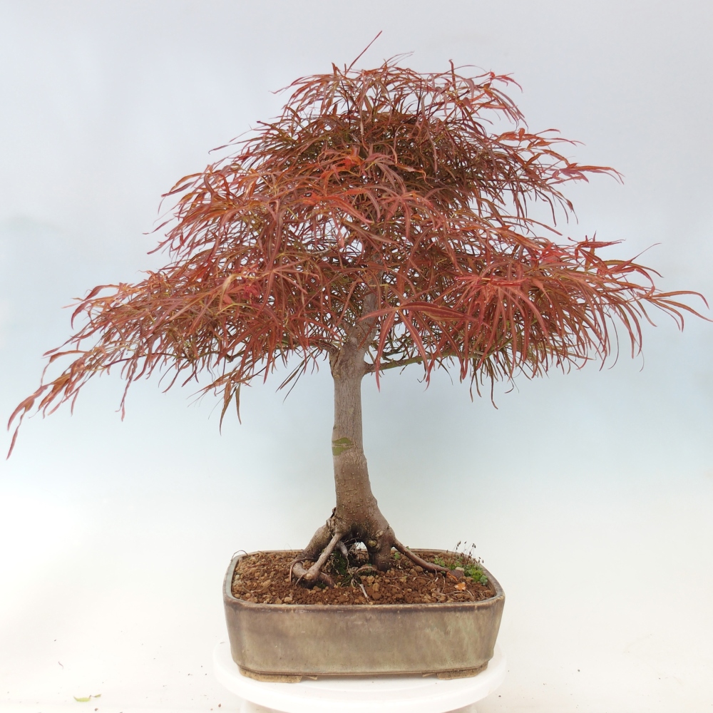Outdoor bonsai - Acer palmatum RED PYGMY
