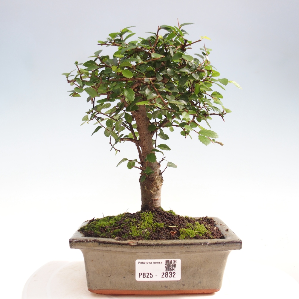 Indoor bonsai - Ulmus parvifolia - Small-leaved elm