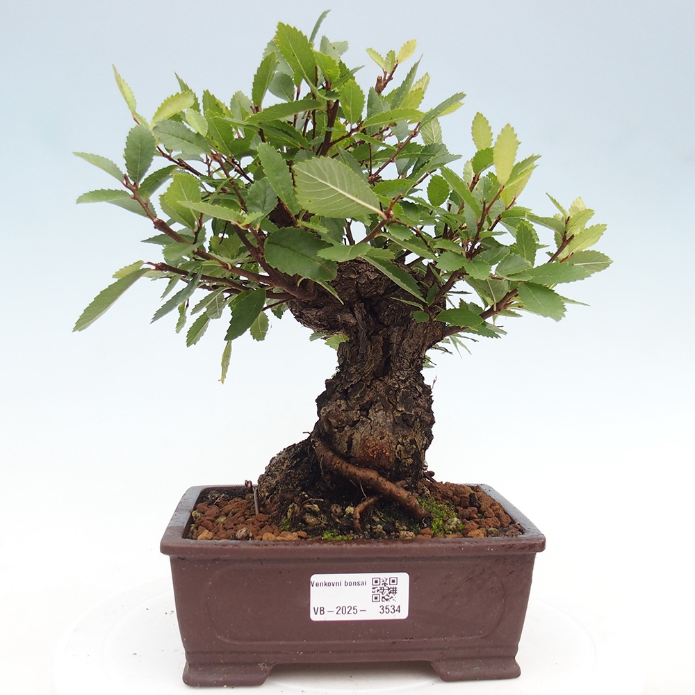 Outdoor bonsai - Zelkova - Zelkova serrata