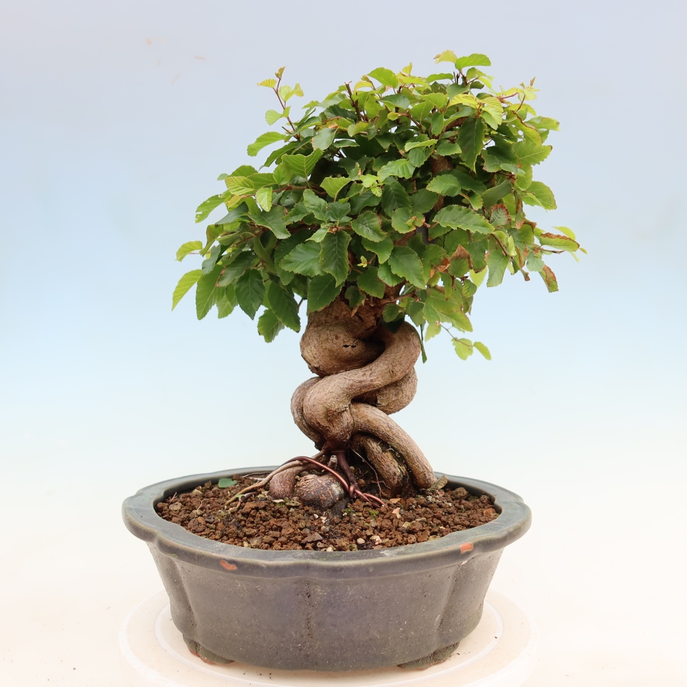Outdoor bonsai -Carpinus coreana - Korean Hornbeam