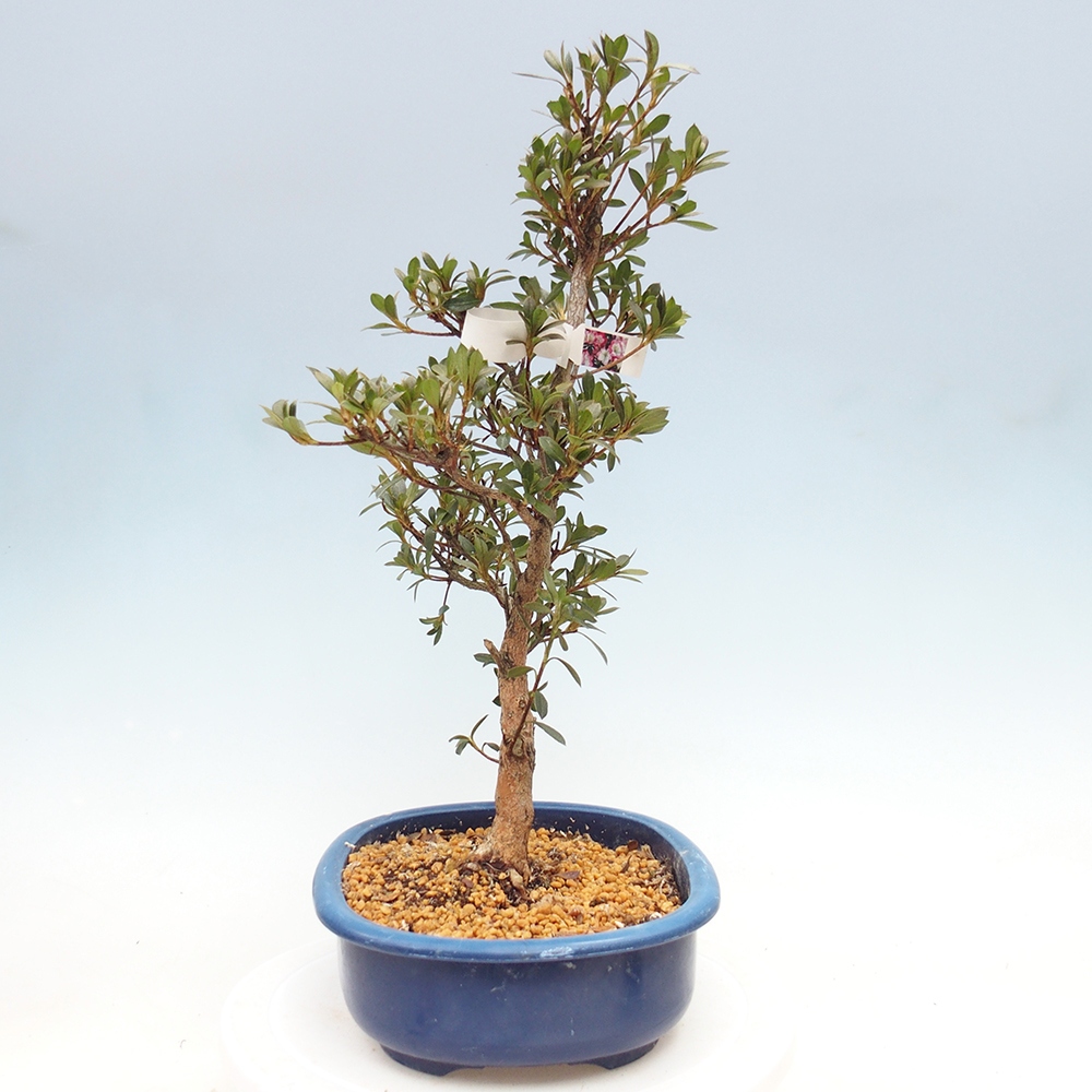 Outdoor bonsai - Japanese Azalea - Azalea Reiko