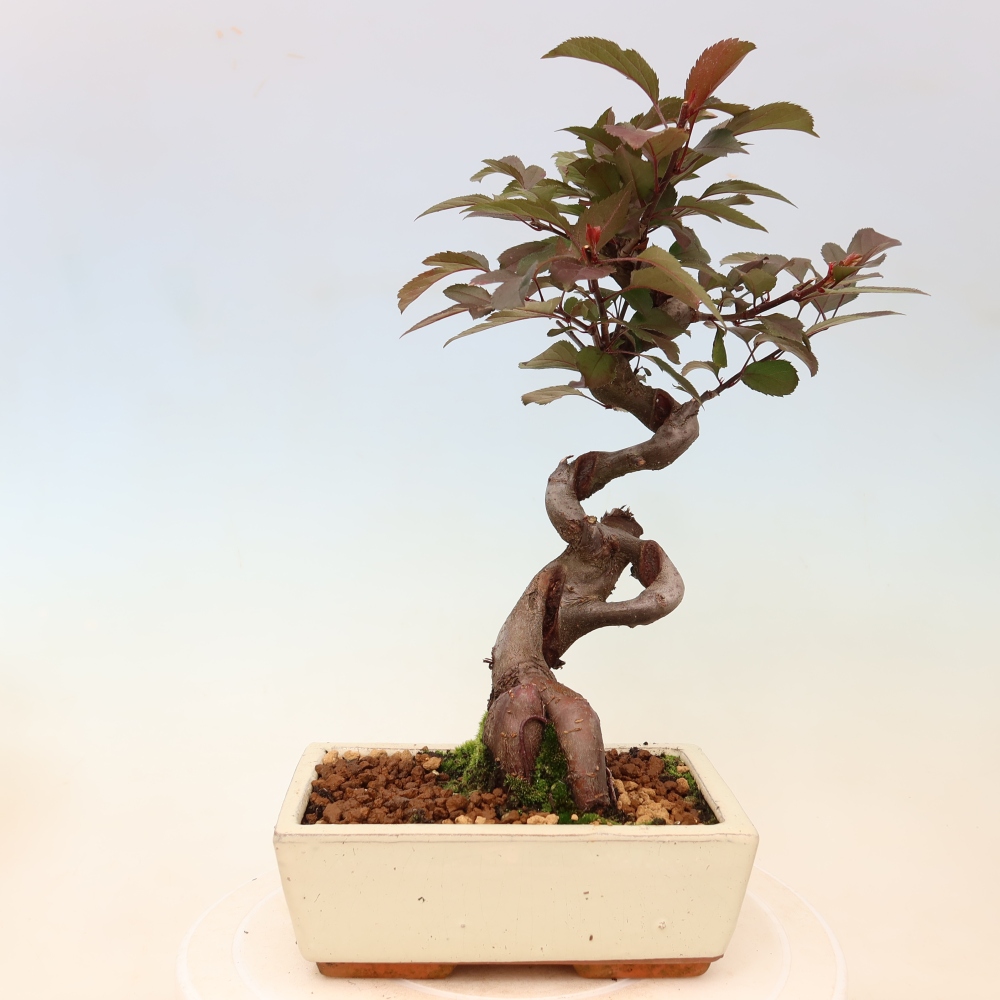 Outdoor bonsai -Malus domestica - Small-fruited red-leaved apple tree