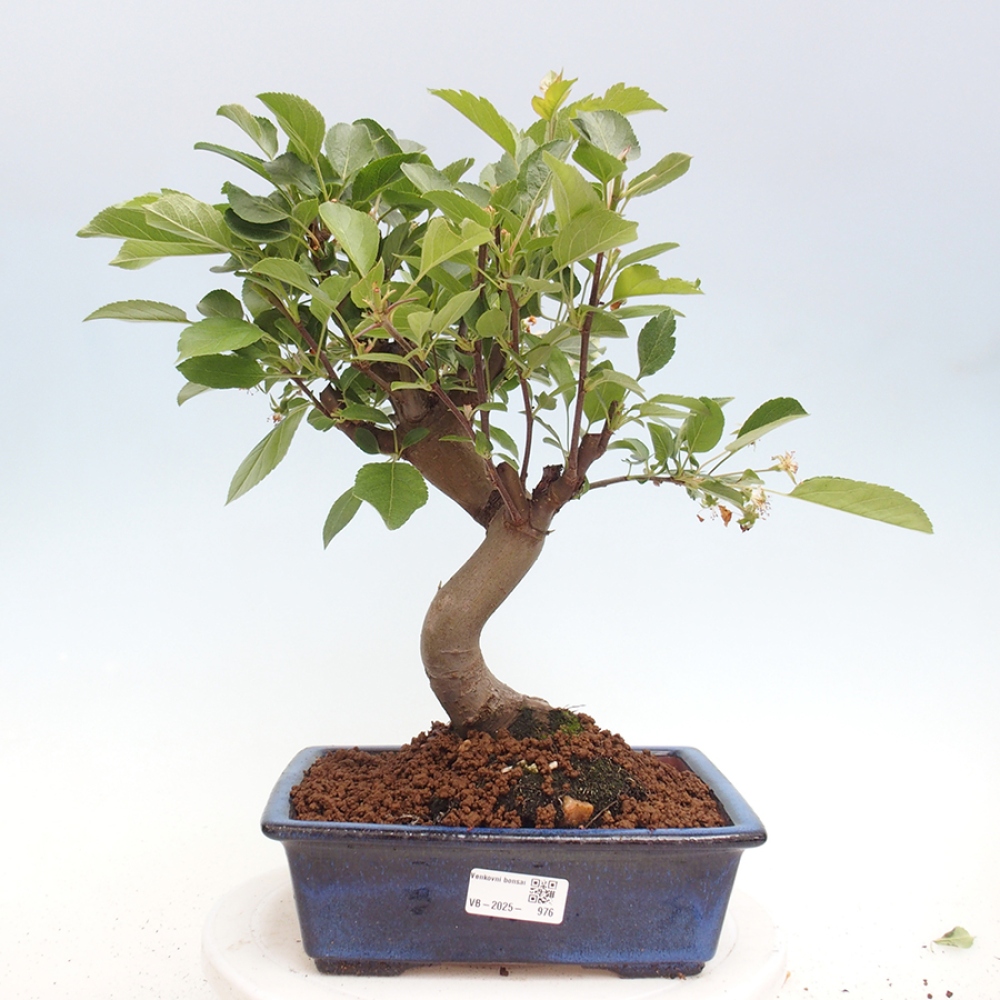 Outdoor bonsai - Malus halliana - Small-fruited apple tree