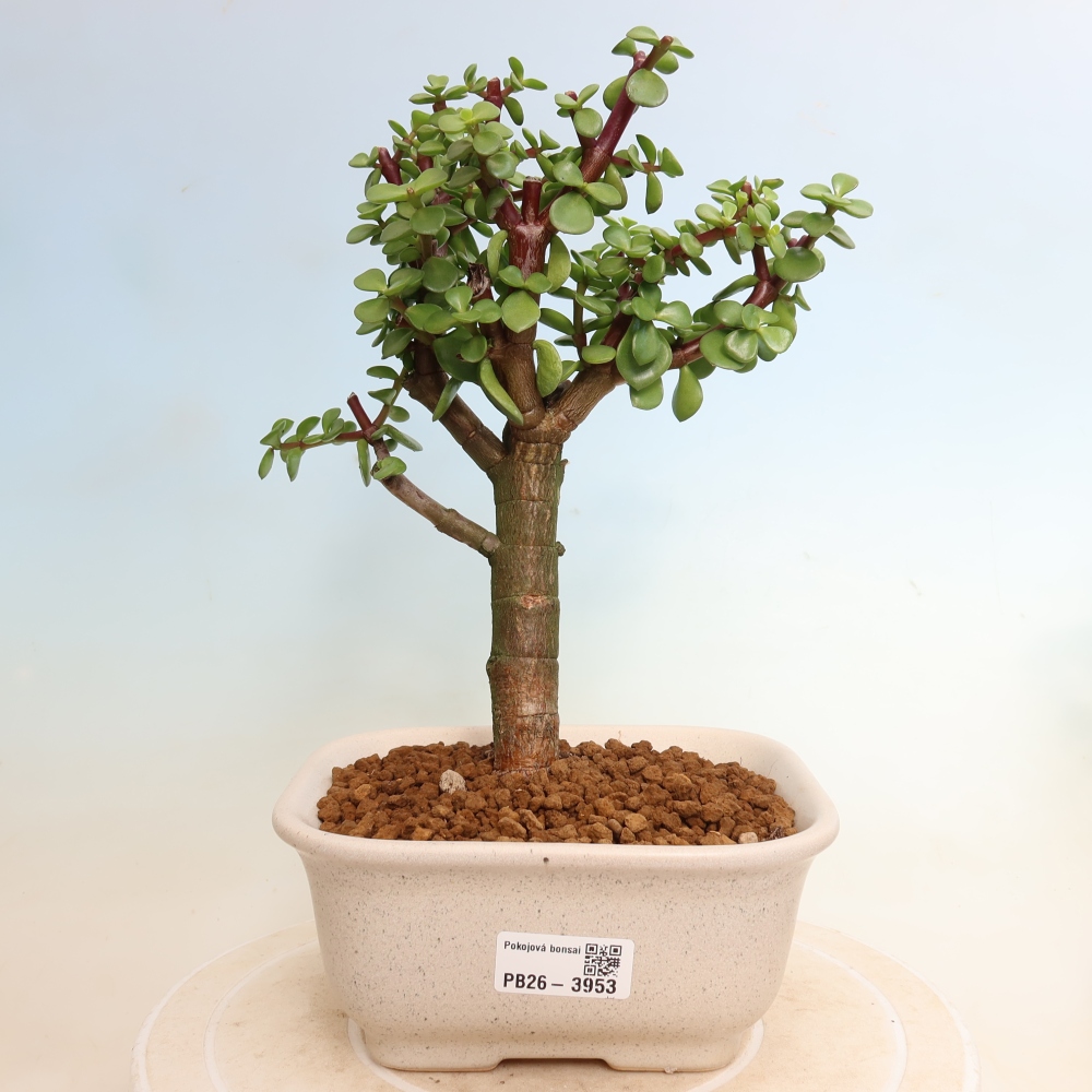 Room bonsai - Portulakaria Afra - Tlustice