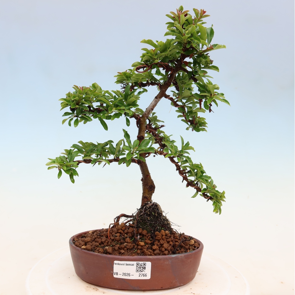 Outdoor Bonsai - Pyracantha teton - Scarlet Firethorn
