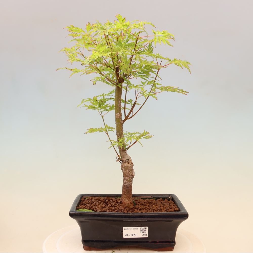 Outdoor Bonsai - Acer palmatum Dissectum - Japanese Maple 