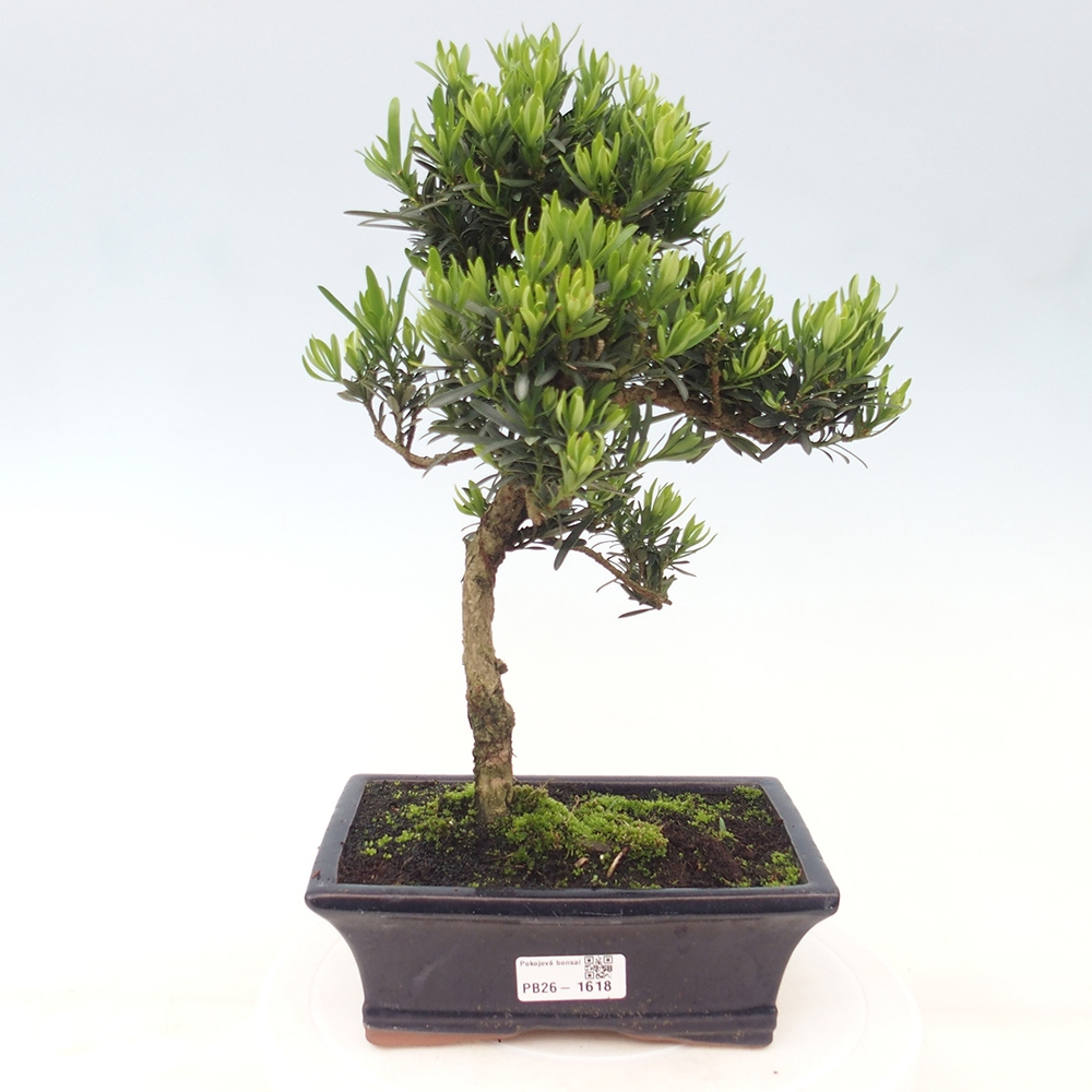 Room bonsai - Podocarpus - Stone Yew