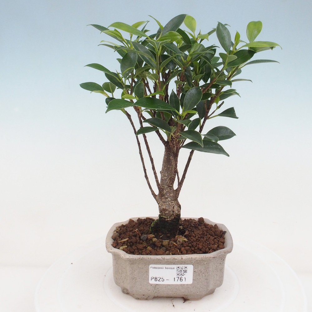 Indoor bonsai - Small-leaved ficus - Ficus kimmen