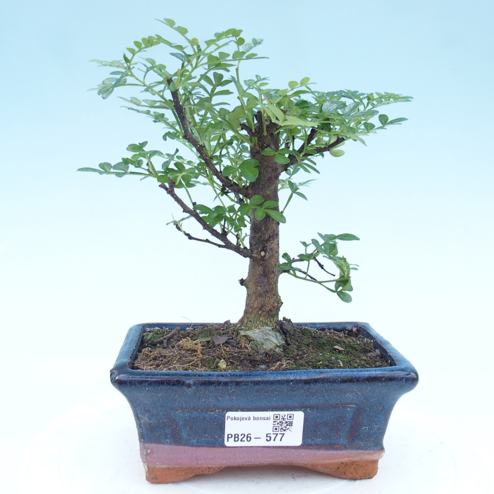 Room bonsai - Zantoxylum piperitum - pepper tree