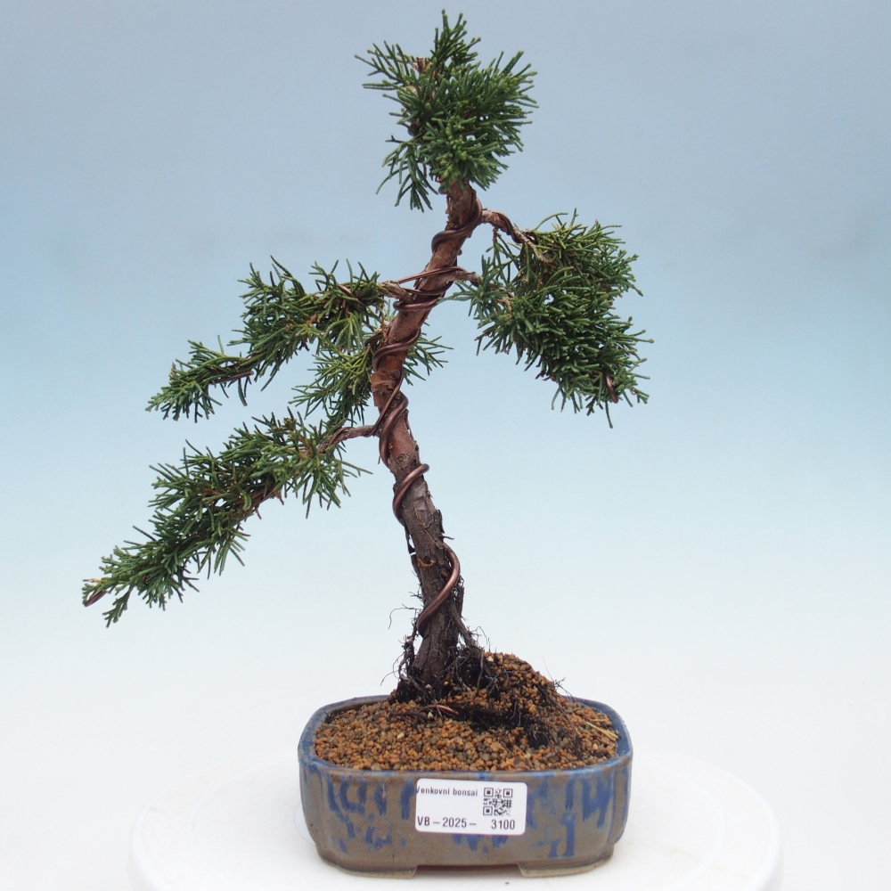 Outdoor bonsai - Juniperus chinensis Kishu - Chinese Juniper