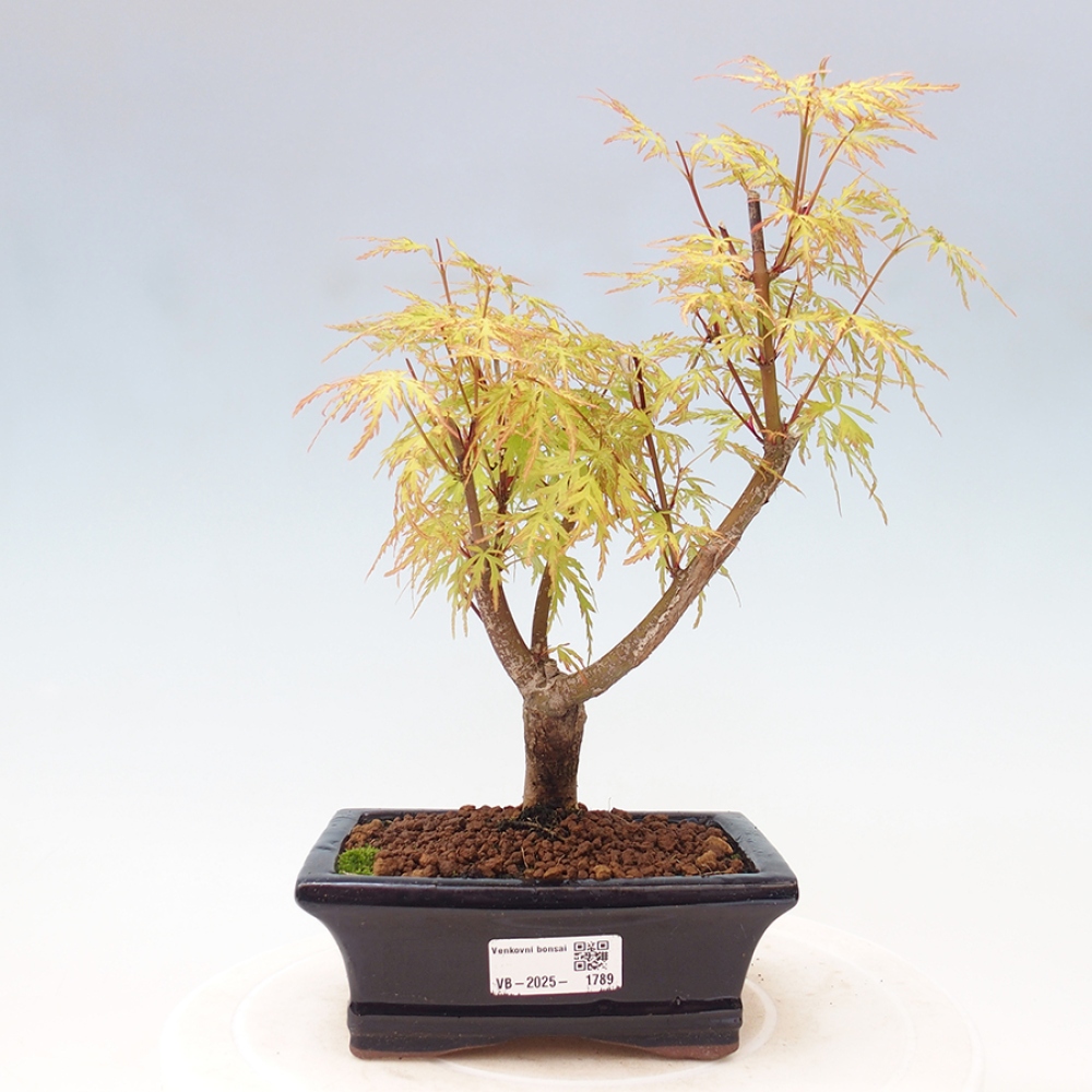 Outdoor bonsai - Acer palmatum Dissectum - Japanese Maple 
