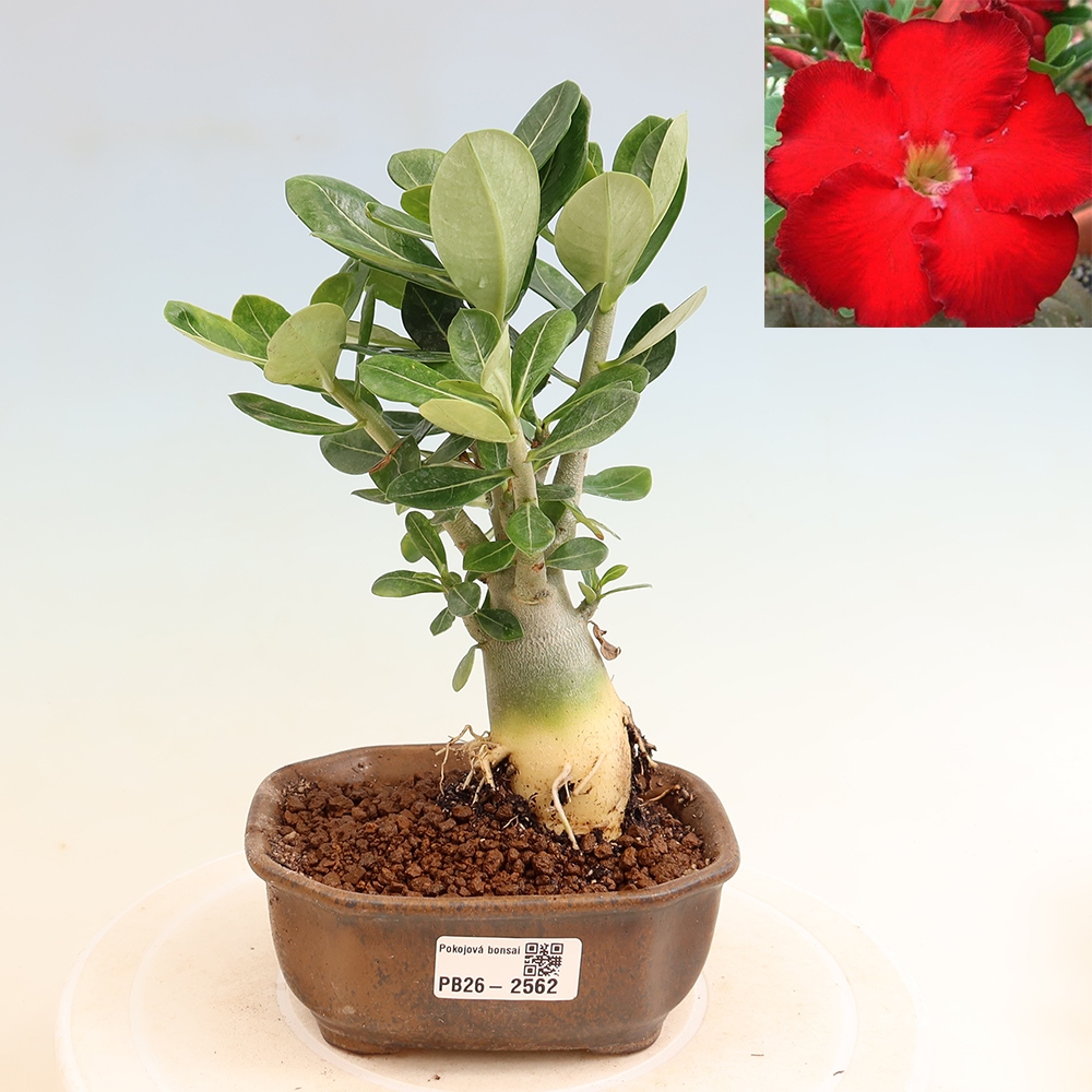 Indoor Bonsai - Adenium obesum Red Star - Desert Rose