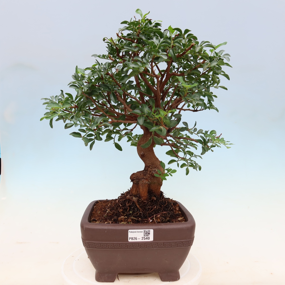 Indoor Bonsai - Pistacia Lentiscus - Pistachio