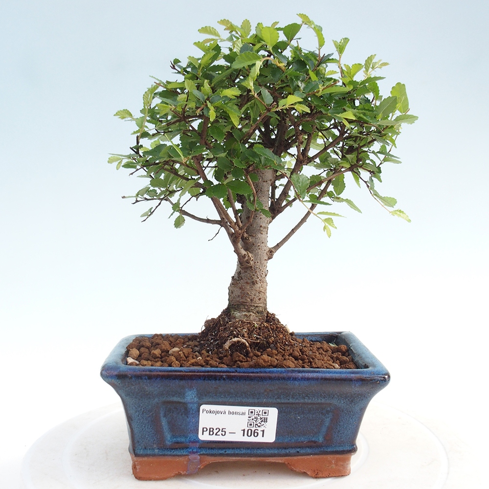 Indoor bonsai - Ulmus parvifolia - Small-leaved elm