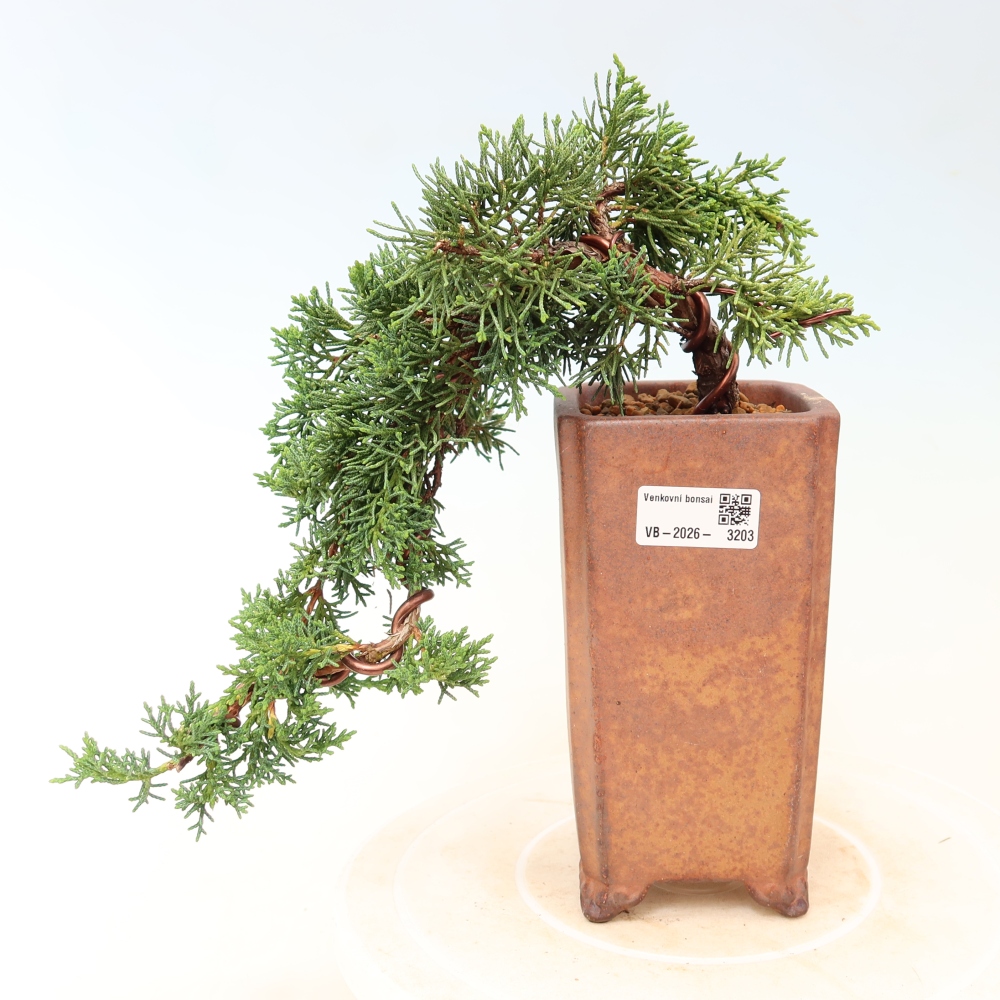 Outdoor bonsai - Juniperus chinensis Kishu