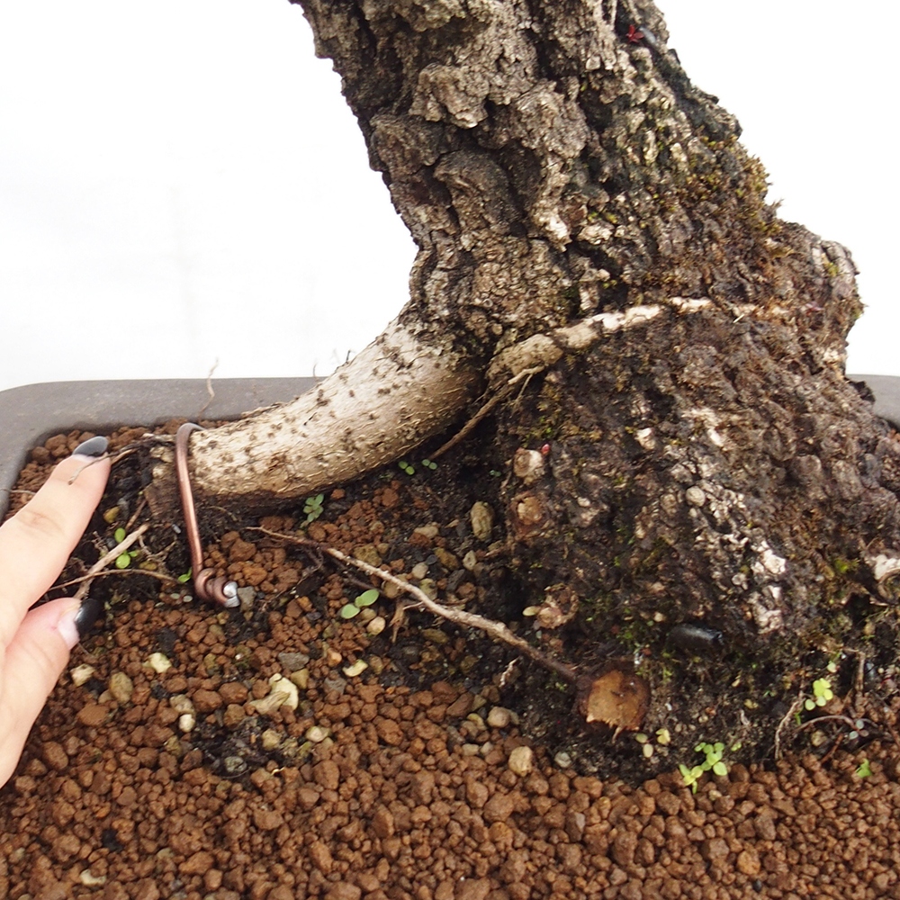 Yamadori - Quercus Ilex - Oak holly