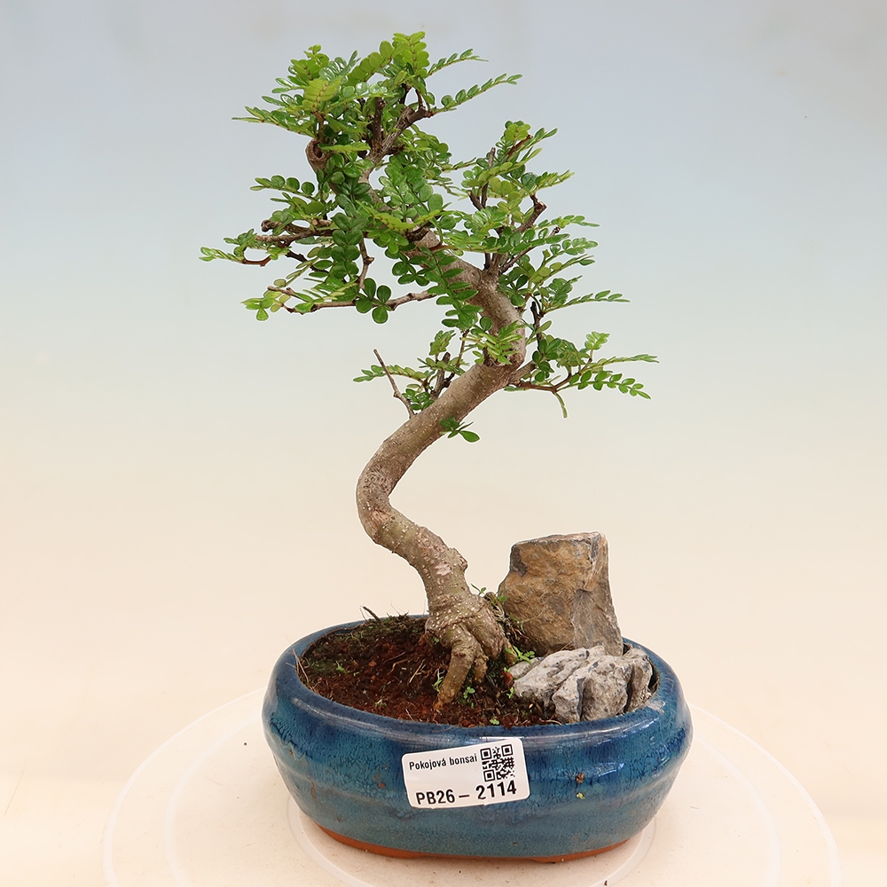 Room bonsai - Zantoxylum piperitum - pepper tree