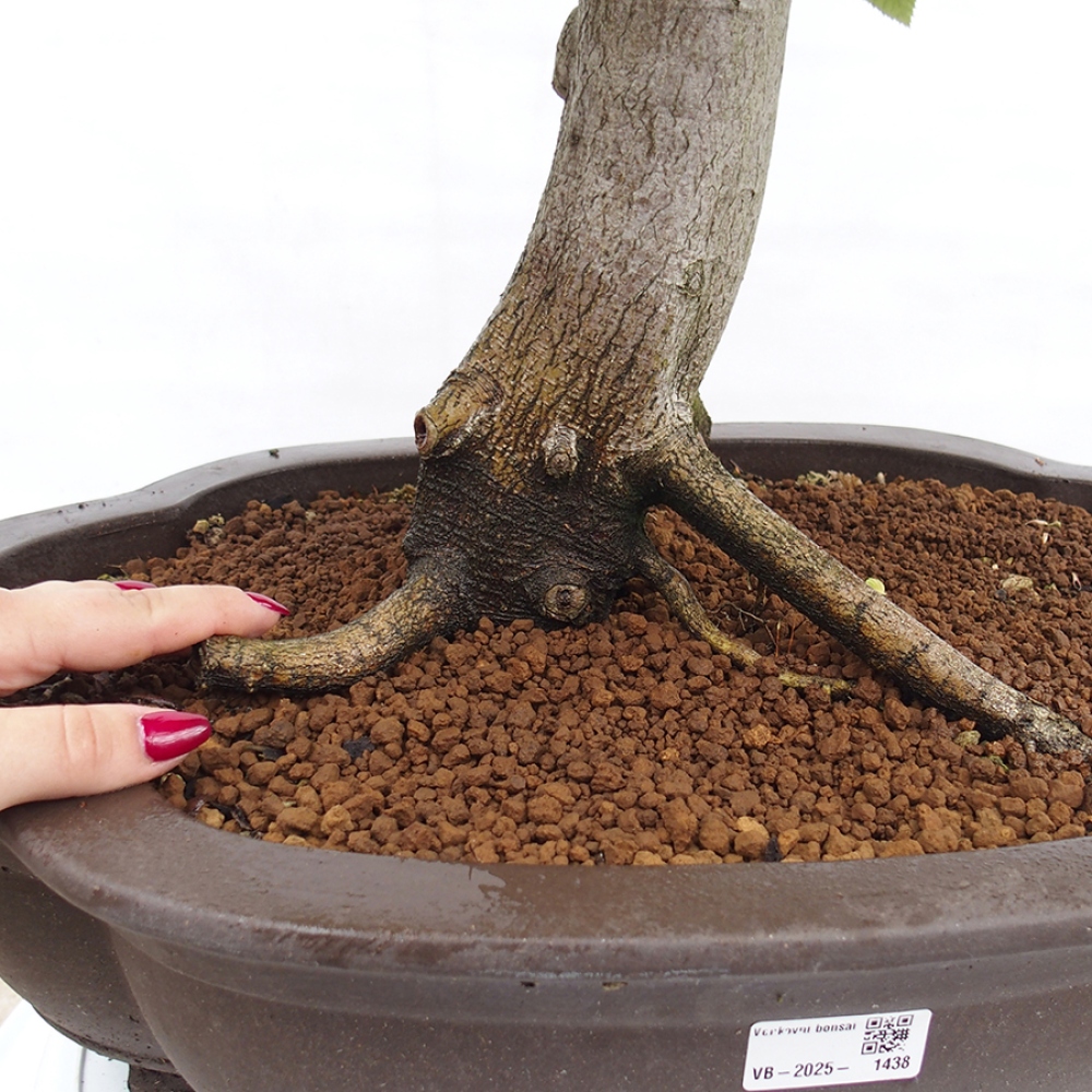 Outdoor bonsai - Hornbeam - Carpinus betulus