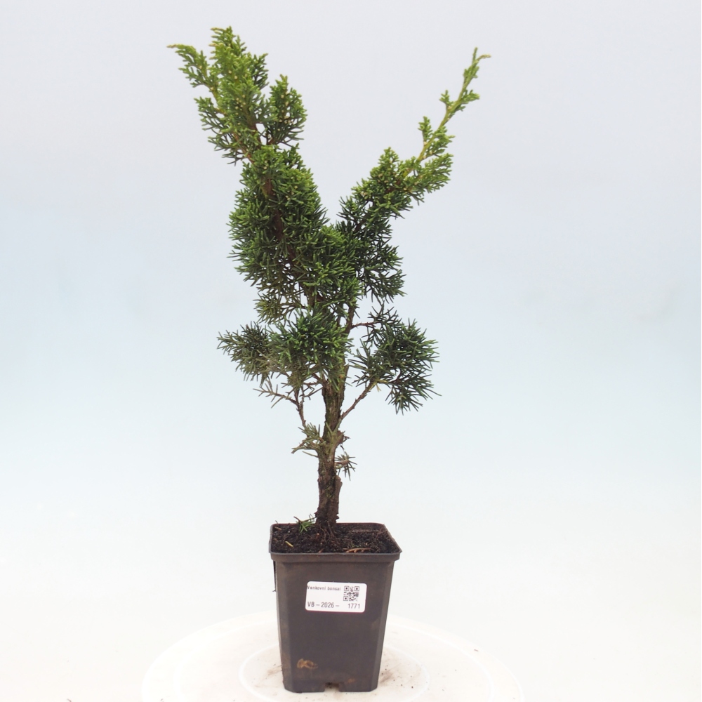 Outdoor bonsai - Juniperus chinensis Kishu