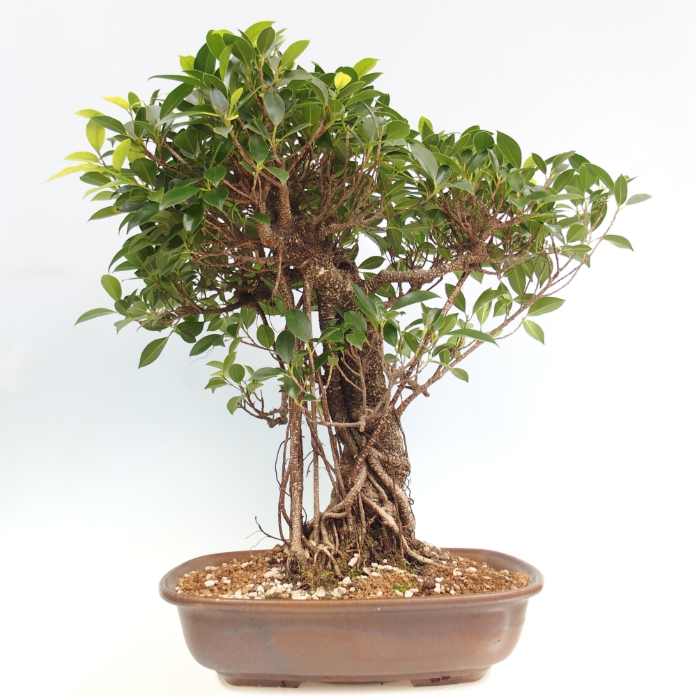 Room bonsai - Ficus kimmen - small-leaved ficus - PERSONAL COLLECTION ONLY or pallet transport