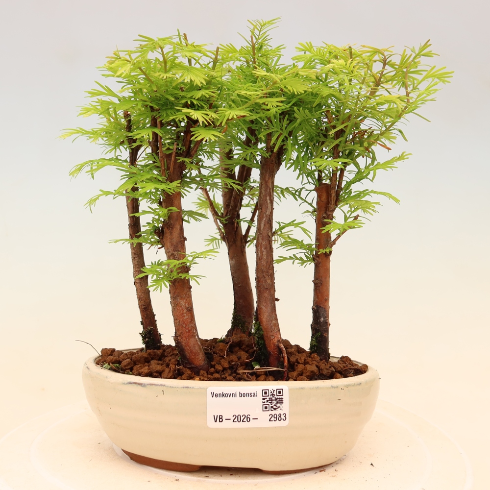 Outdoor Bonsai - Metasequoia glyptostroboides - Chinese Metasequoia - Grove