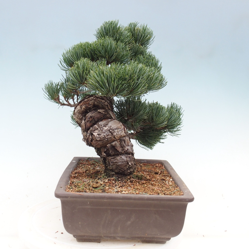 Outdoor bonsai - Pinus parviflora - Small pine tree