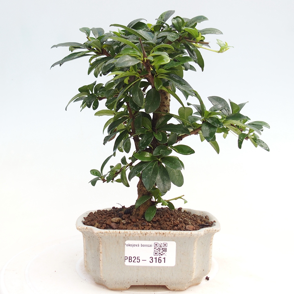 Indoor bonsai - Carmona macrophylla - Fuki tea