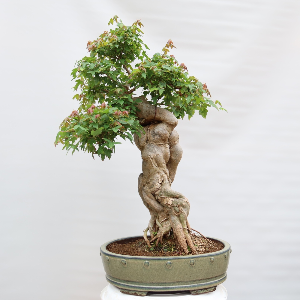 Outdoor bonsai - Maple Burger - Acer Burgerianum
