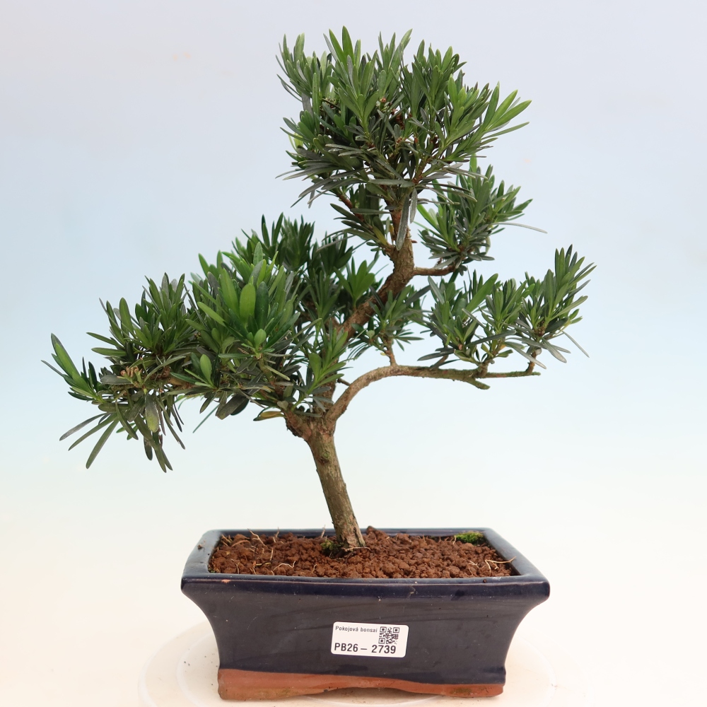 Room bonsai - Podocarpus - Stone Yew