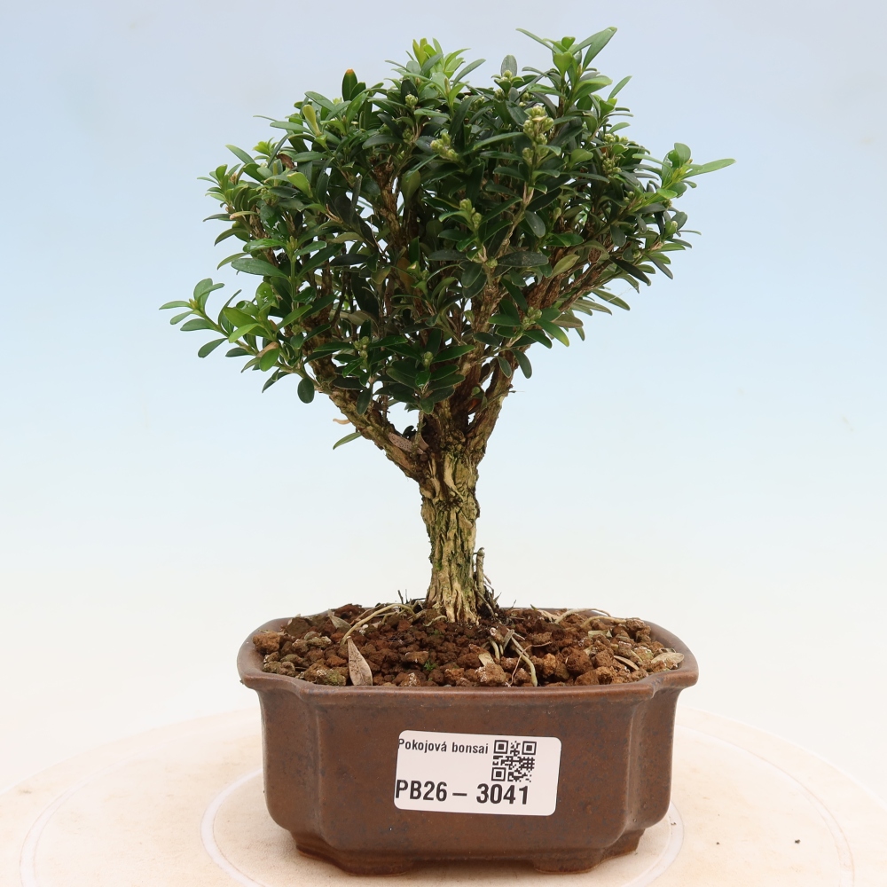 Room bonsai - Buxus harlandii - cork buxus