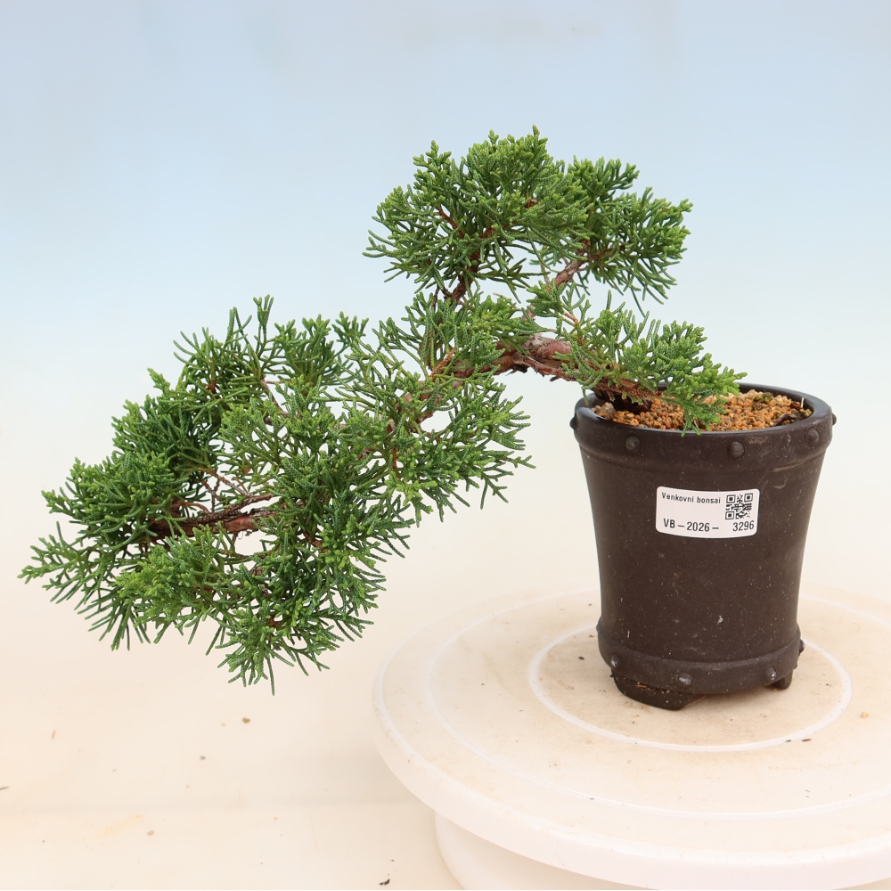 Outdoor bonsai - Juniperus chinensis Kishu