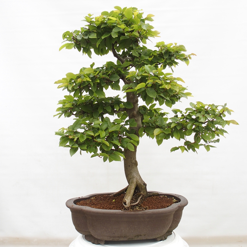 Outdoor bonsai - Hornbeam - Carpinus betulus