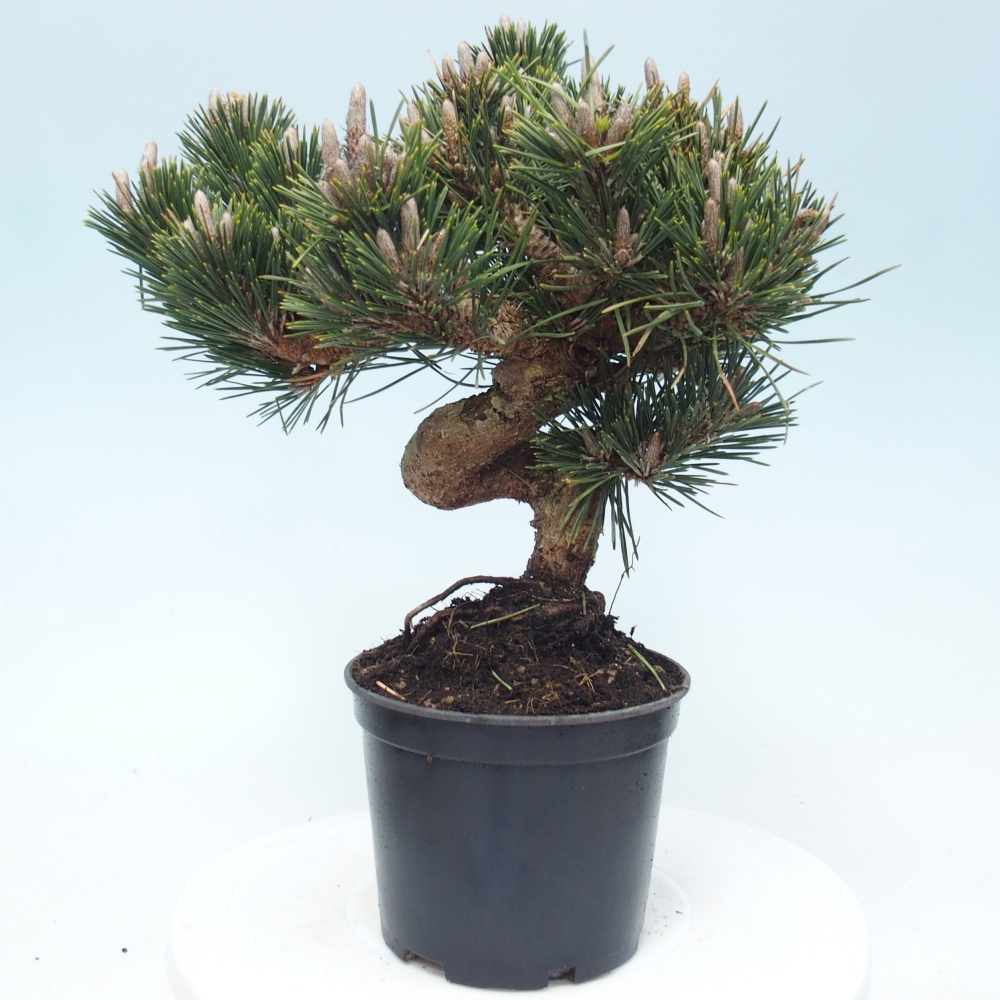 Outdoor bonsai - Pinus thunbergii senjyumaru - Thunberg pine