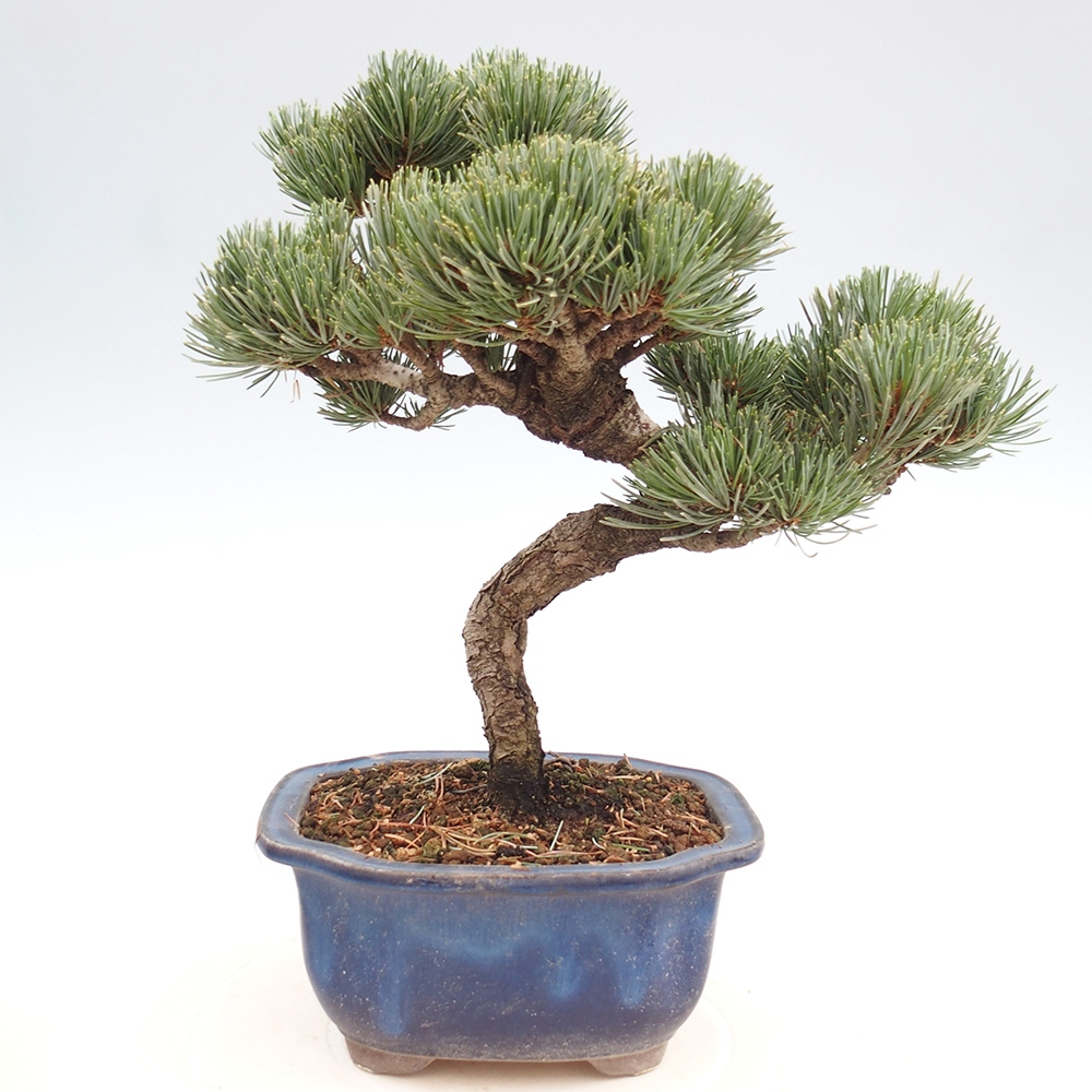 Outdoor bonsai - Pinus parviflora - Small pine tree