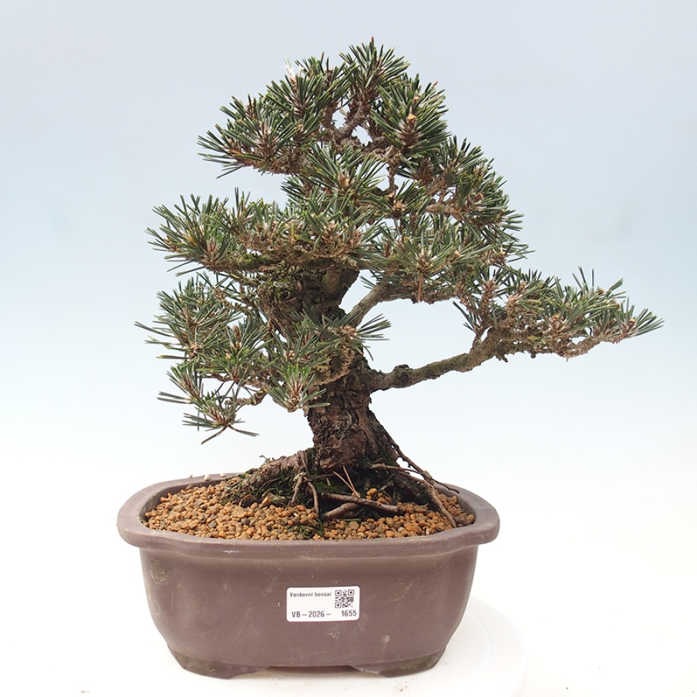 Outdoor bonsai - Pinus thunbergii Kotobuki - Thunberg pine