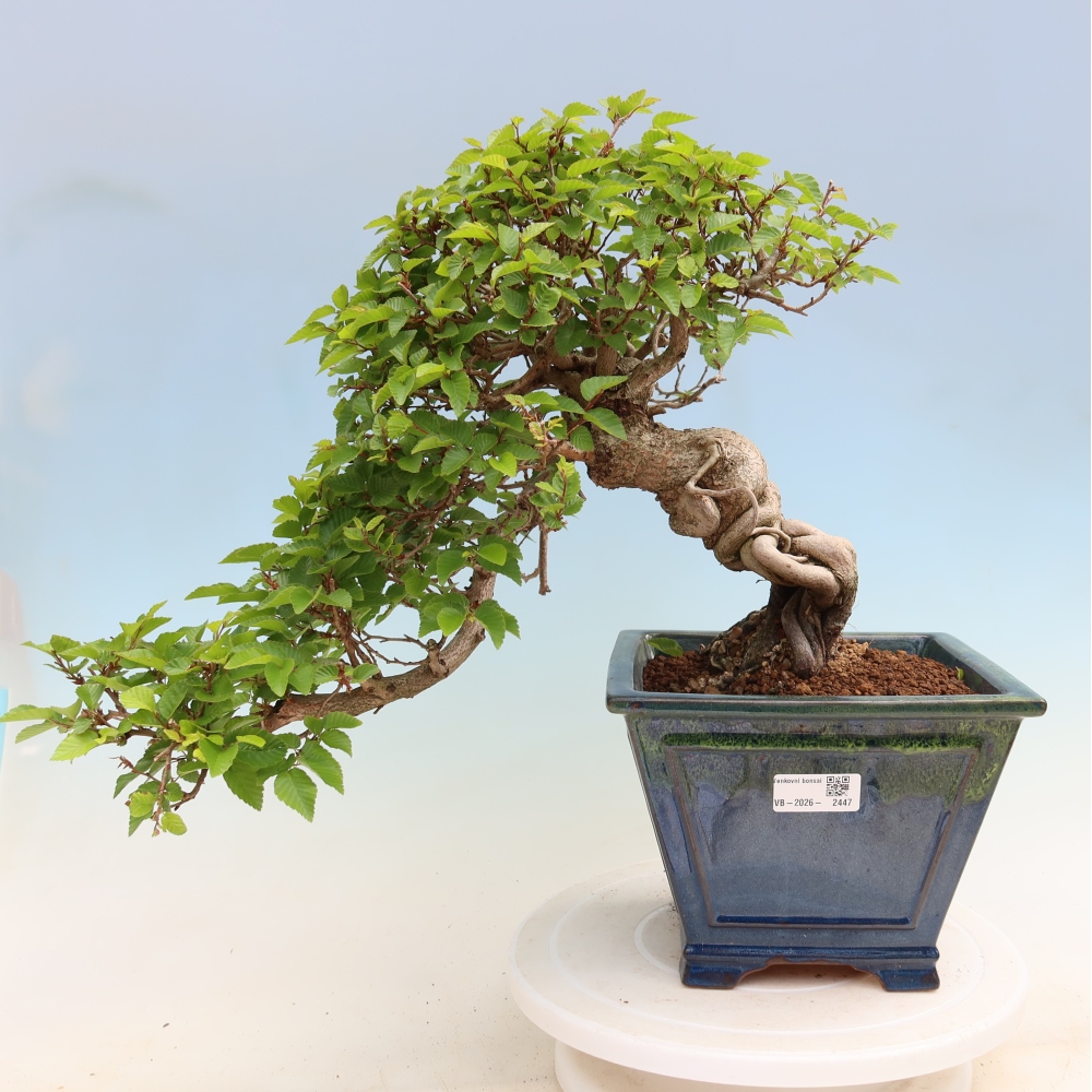 Outdoor bonsai -Carpinus coreana - Korean Hornbeam